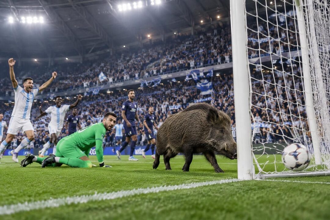 à marseille, un sanglier débarque sur le terrain, marque un but et fait chavirer les supporters de l’om. une scène aussi insolite qu’inoubliable !